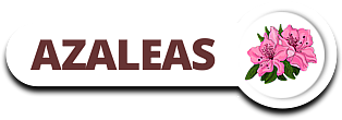 azaleas